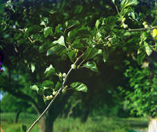 Image of white mulberry