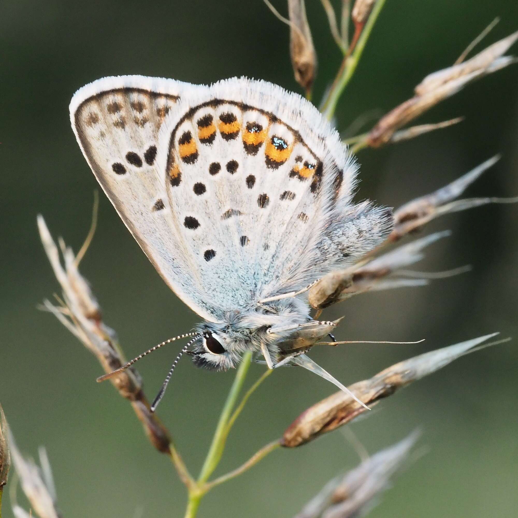 Plancia ëd Plebejus argus (Linnaeus 1758)