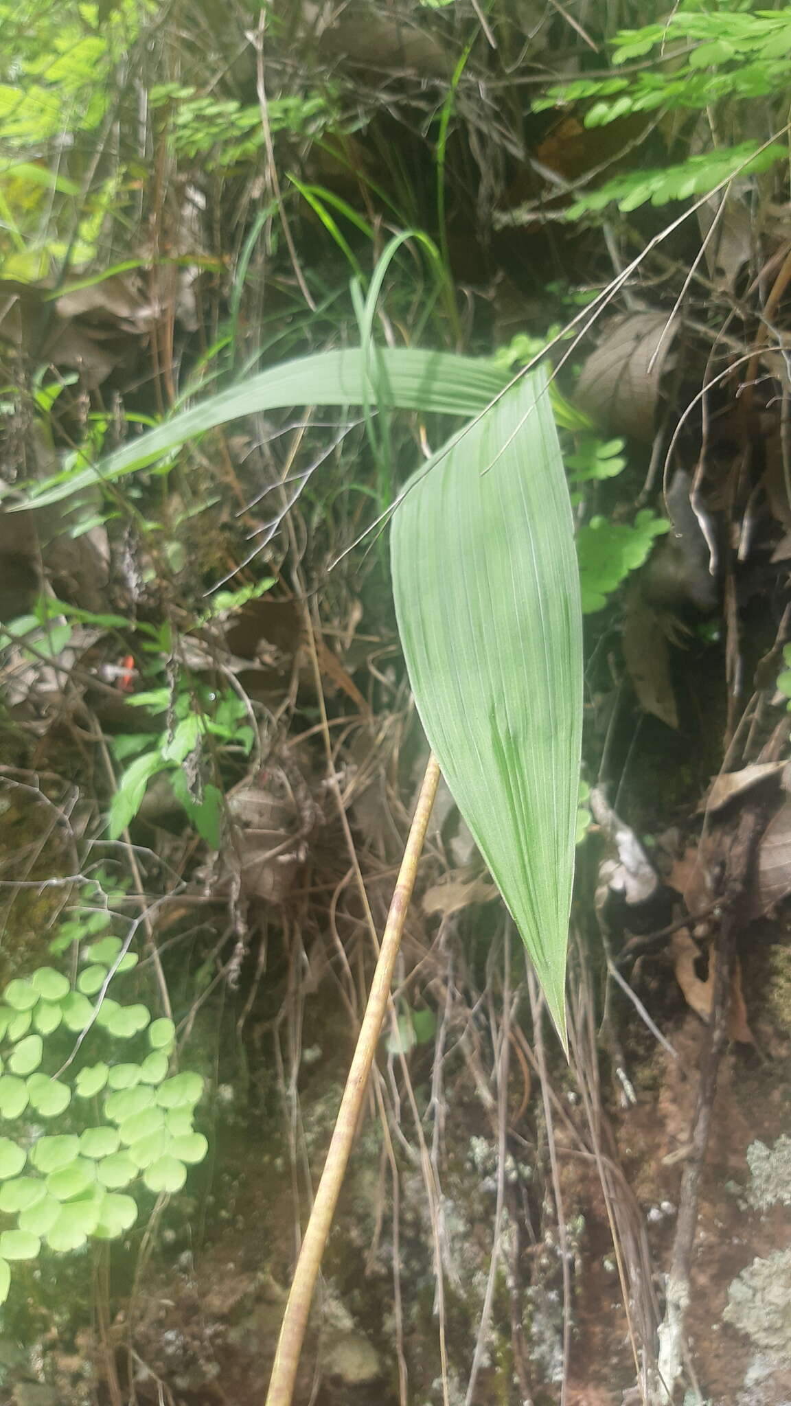 Plancia ëd Bletia macristhmochila Greenm.