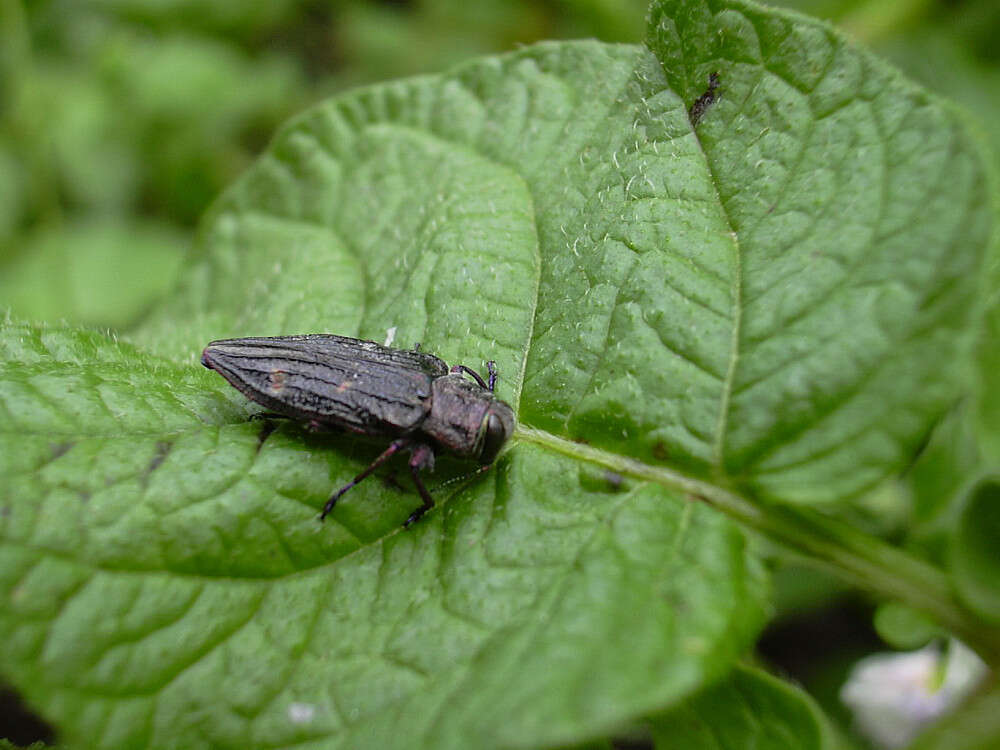 Image of Chrysobothris chrysostigma (Linnaeus 1758)