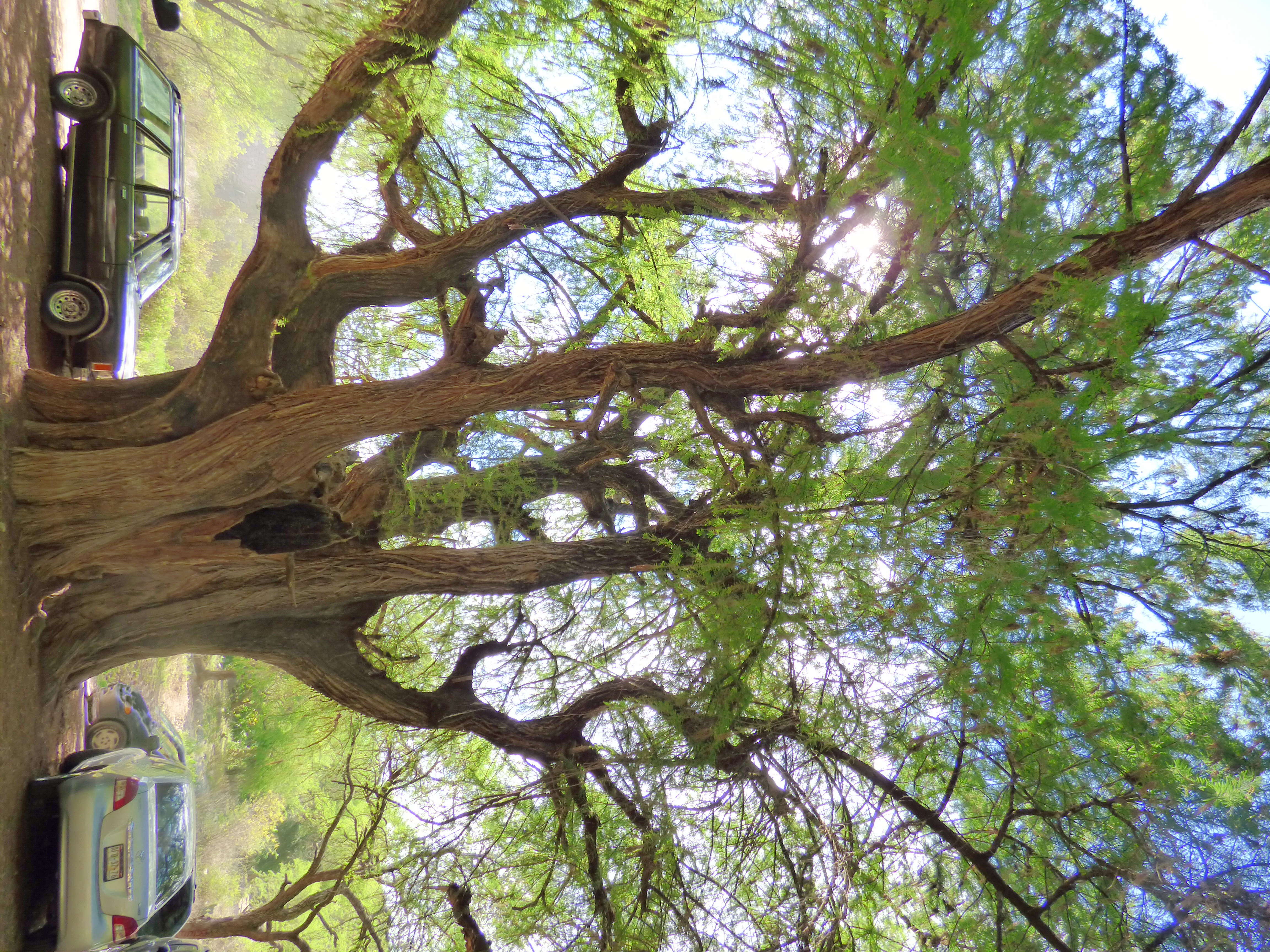 Image of Mexican Cypress