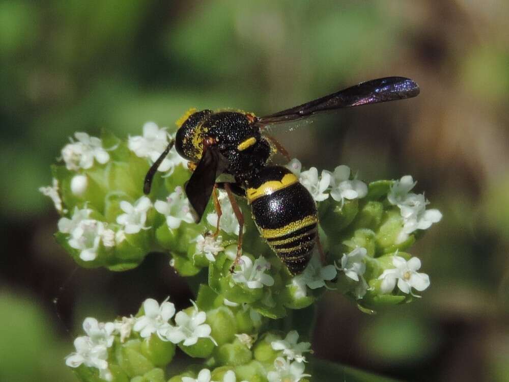 Euodynerus foraminatus (de Saussure 1853)的圖片