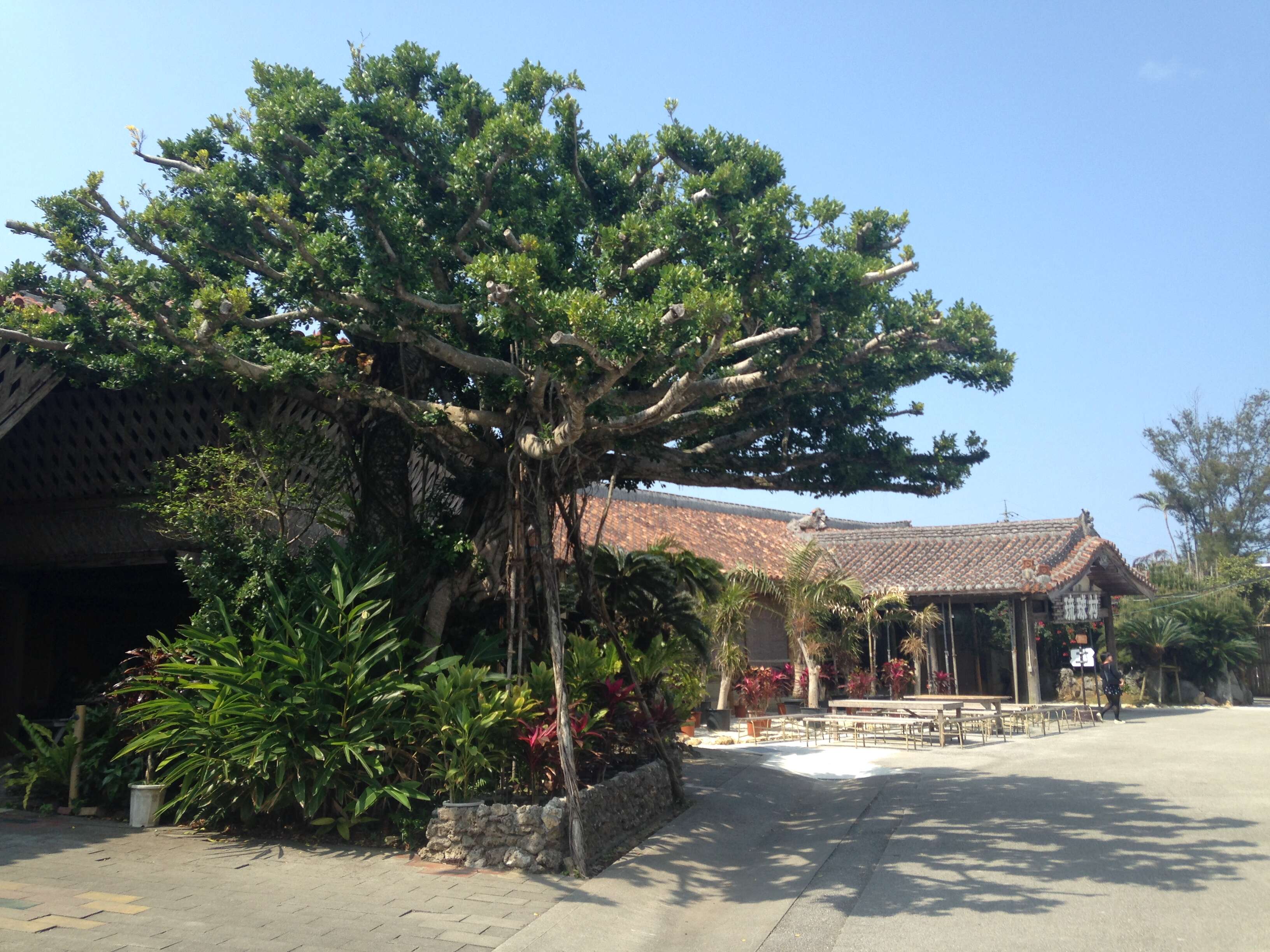 Image of Chinese banyan