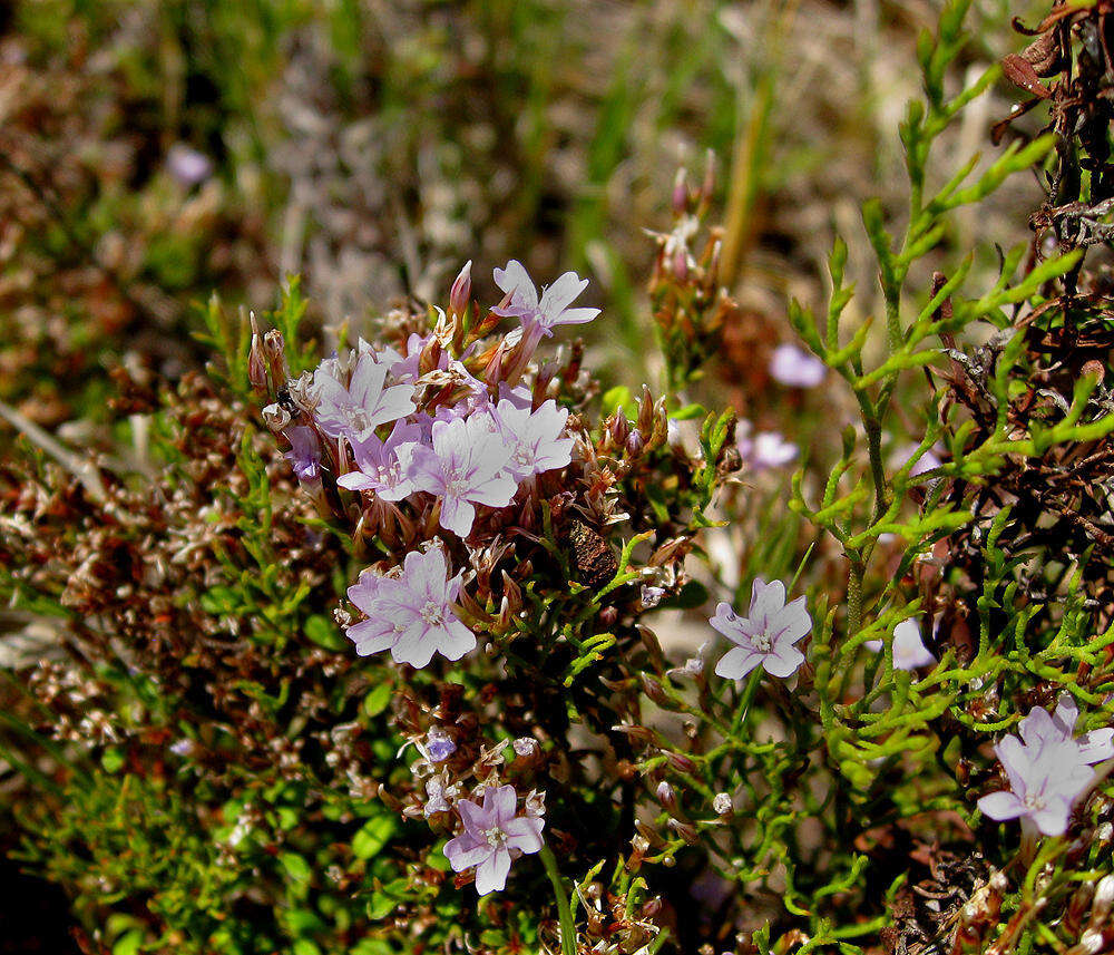 Imagem de Limonium scabrum (Thunb.) Kuntze