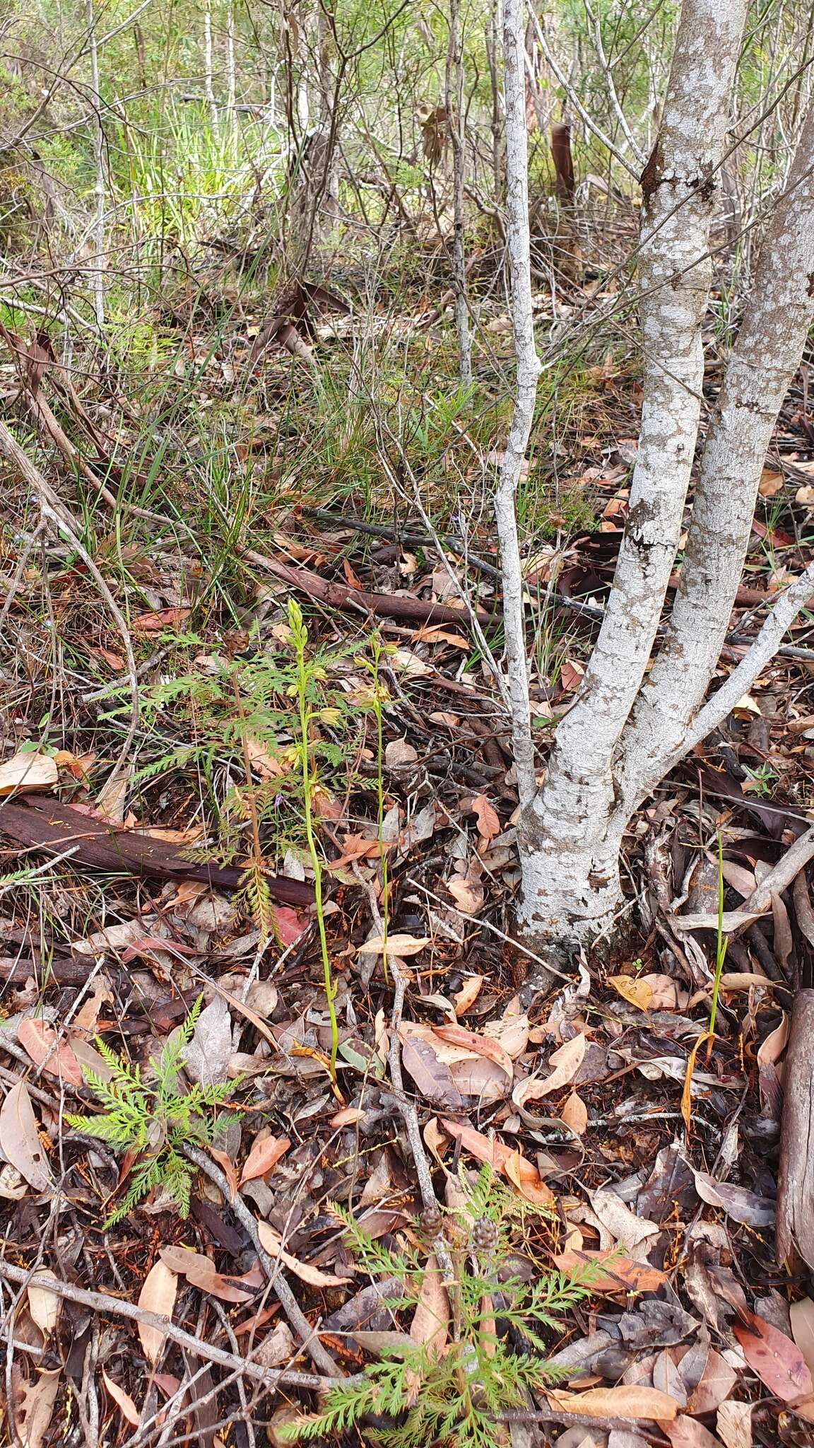 صورة Thelymitra fuscolutea R. Br.