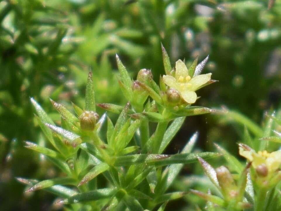 Plancia ëd Galium andrewsii subsp. gatense (Dempster) Dempster & Stebbins