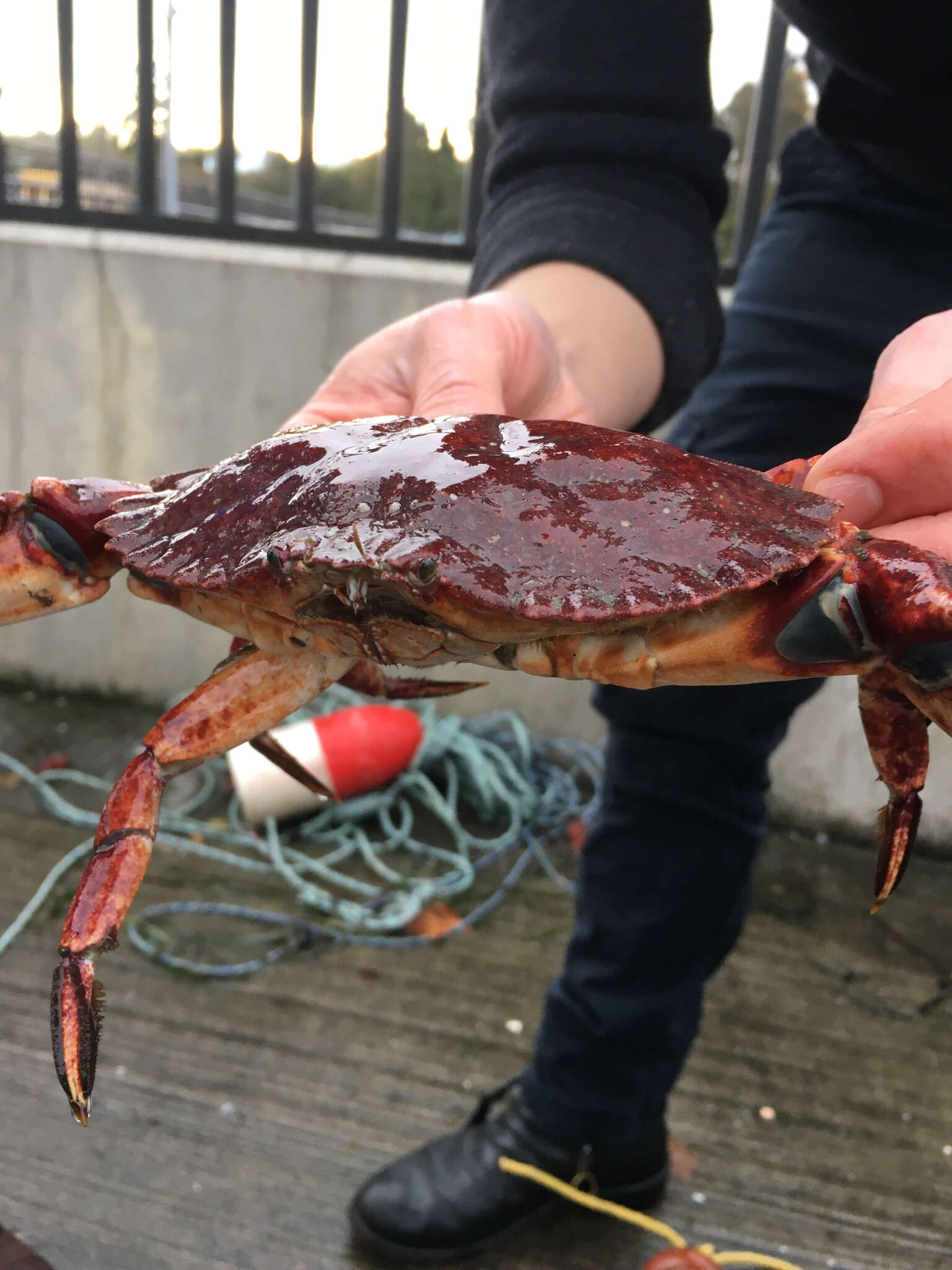 Image de crabe du Pacifique