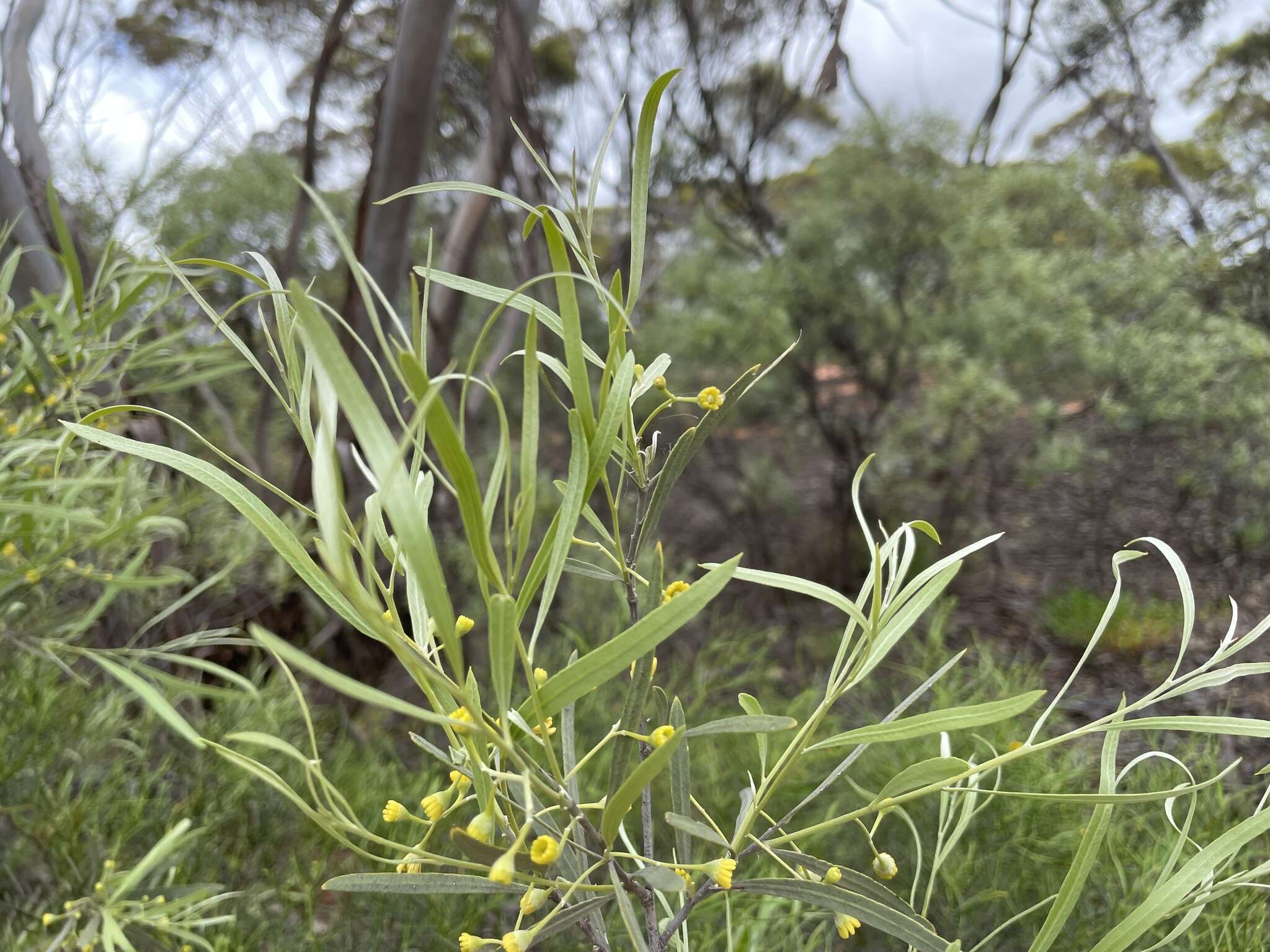 Image of Alectryon oleifolius subsp. canescens S. Reyn.