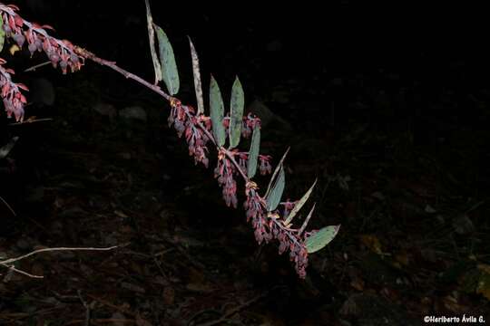 Image of <i>Gaultheria <i>glaucifolia</i></i> var. glaucifolia