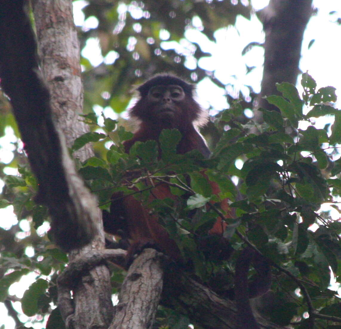 Image de Piliocolobus badius badius (Kerr 1792)