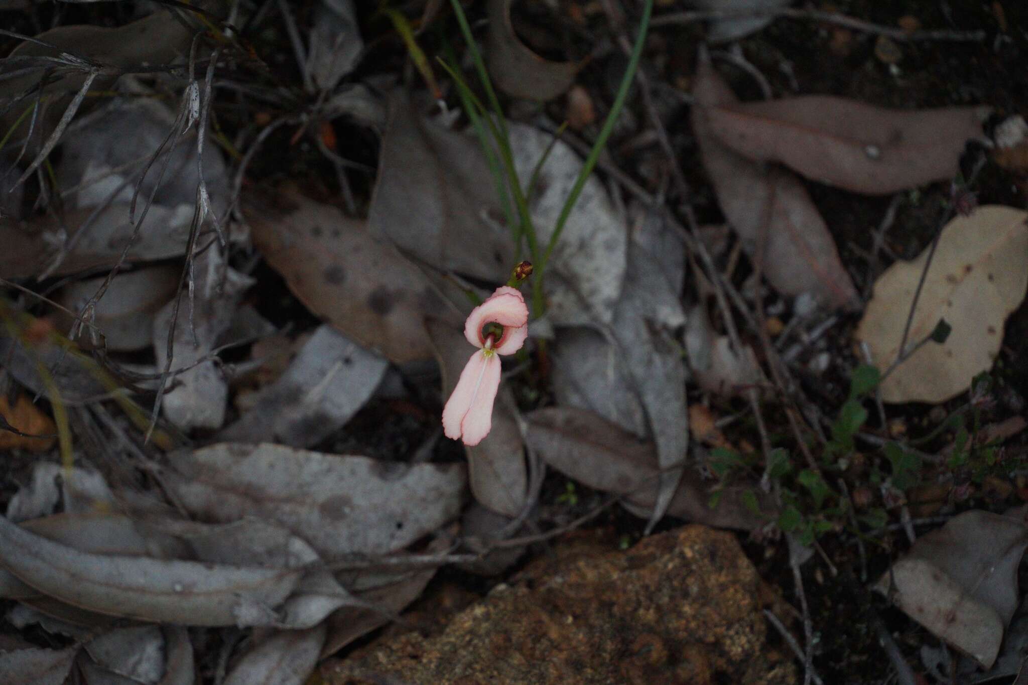 Image of Stylidium schoenoides DC.