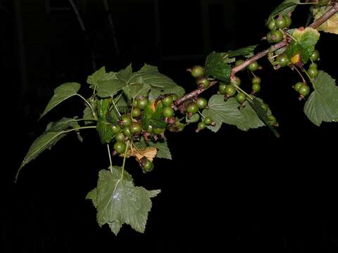 Image of Black Currant