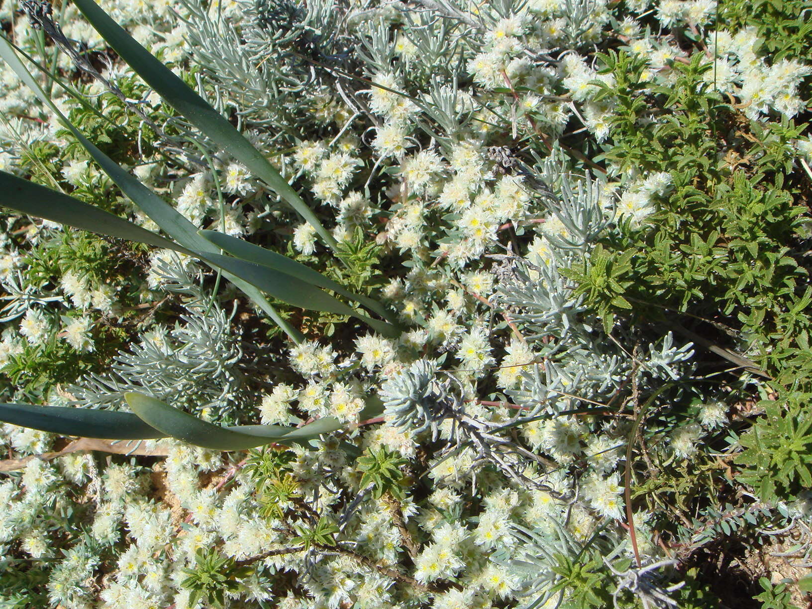 Image of Paronychia argentea Lam.