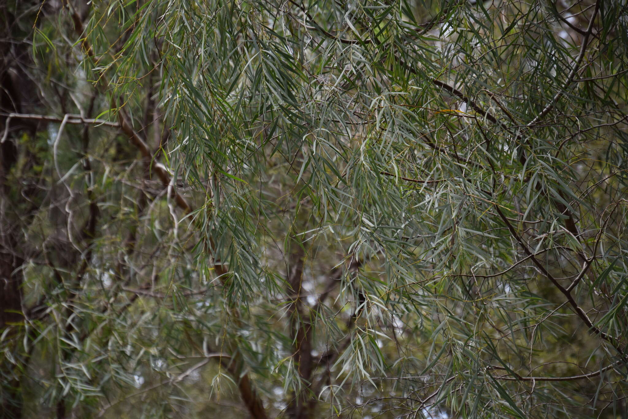 Image of Acacia courtii Tindale & Hersc.