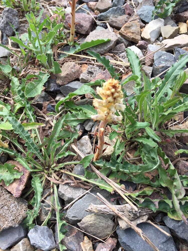 Image of oxtongue broomrape