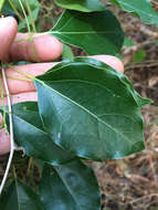 Image of Camphor laurel