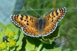 صورة Melitaea turkmanica Higgins 1940