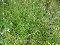 Image of Lamarck's bedstraw