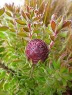 Image of Leucadendron radiatum Phillips & Hutchinson