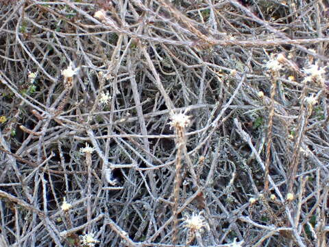 صورة Ozothamnus dimorphus (Cockayne) A. A. Anderberg