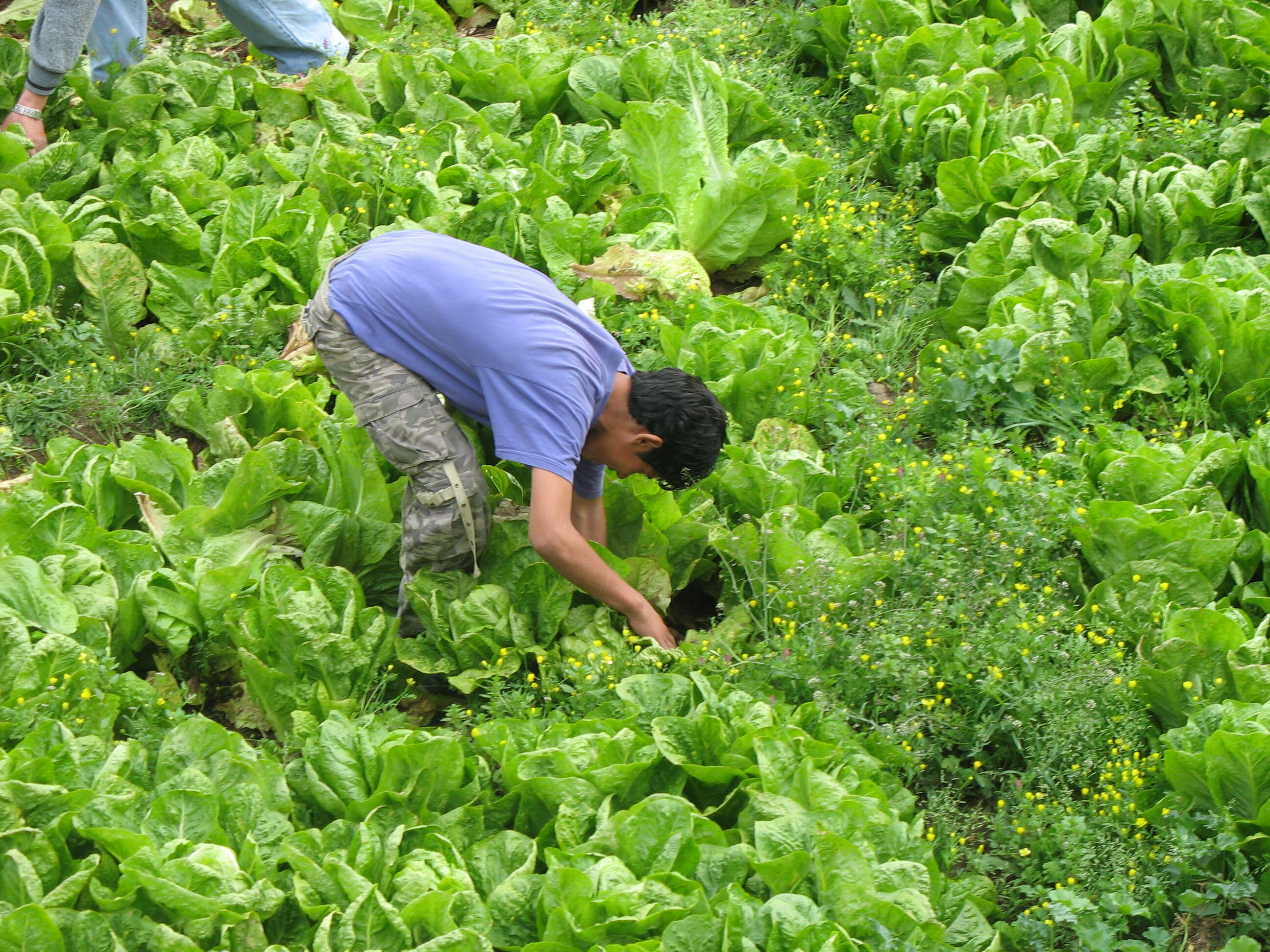 Image of Lactuca sativa var. longifolia