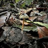 Image of Lepiota calcarata (E. Horak) E. Horak 1980