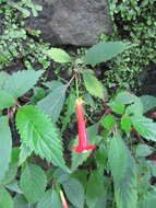 Imagem de Achimenes heterophylla (Mart.) DC.