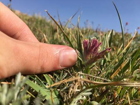 Image of beautiful Indian paintbrush