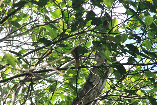 Image of royal flycatcher