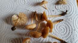 Image of Marasmius oreades (Bolton) Fr. 1836