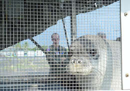 Image of Hawaiian Monk Seal