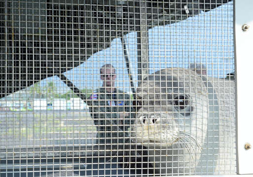 Image of Hawaiian Monk Seal