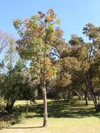 Image of Rock cabbage tree