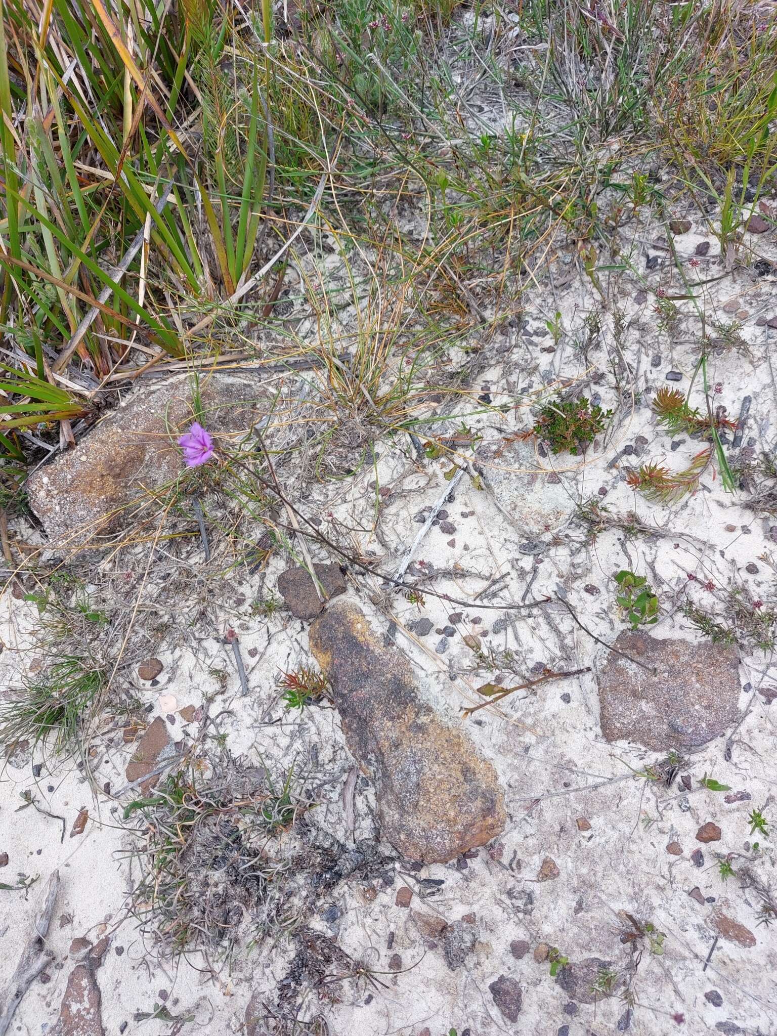 Image of Thysanotus juncifolius (Salisb.) J. H. Willis & Court