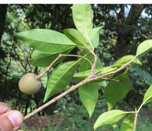 Image of Chionanthus ramiflorus Roxb.