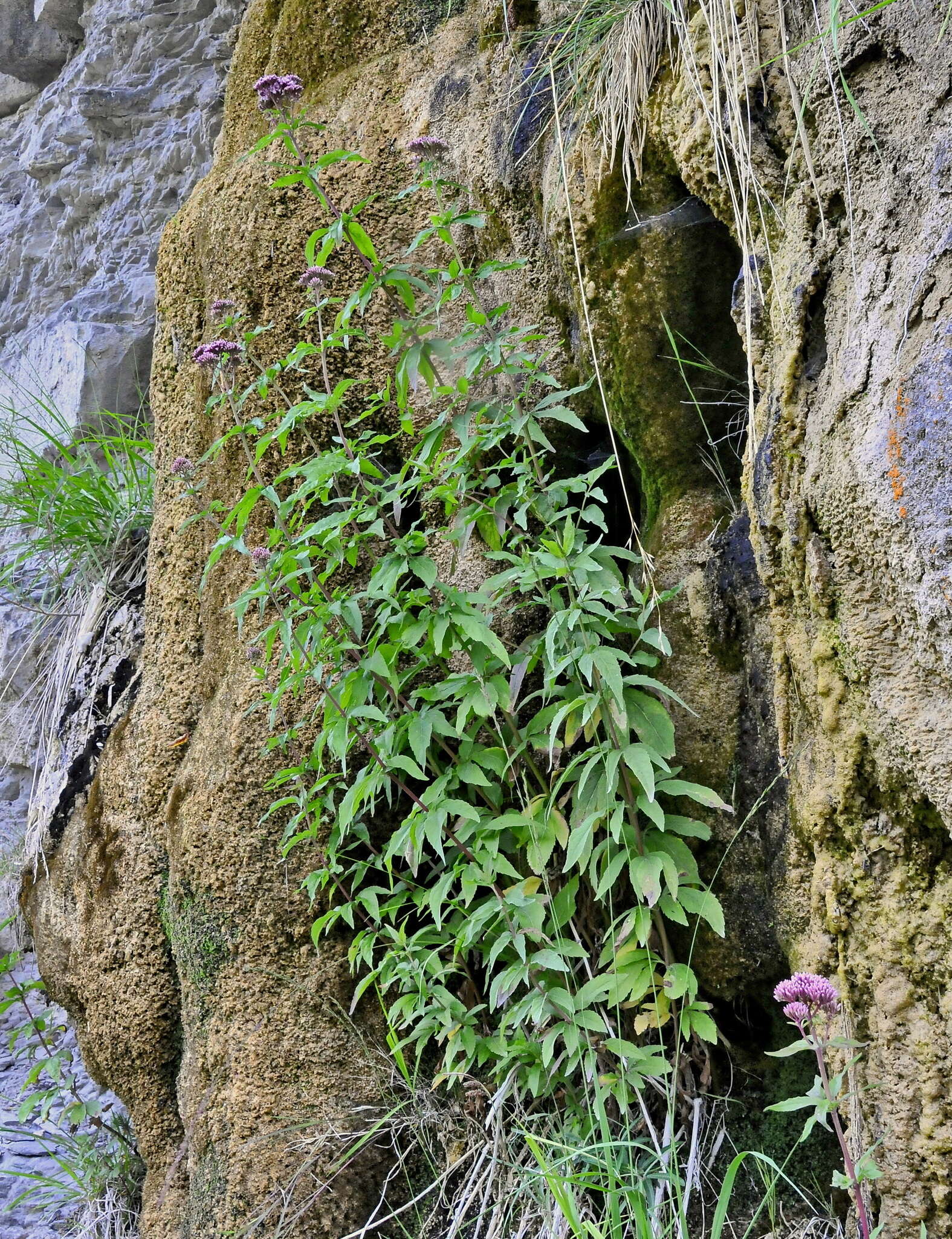 Image of Eupatorium cannabinum subsp. cannabinum