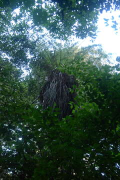 Image of Tree Fern Soft