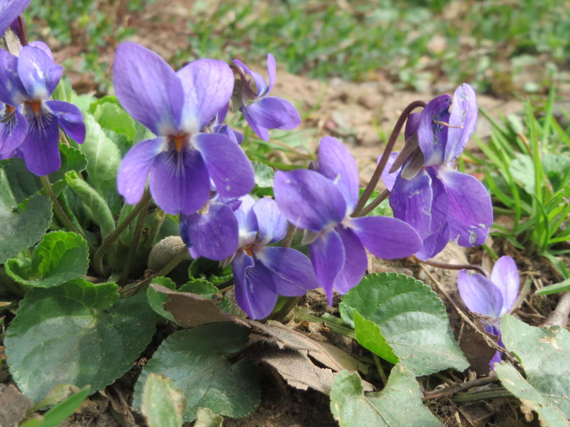 Image of sweet violet