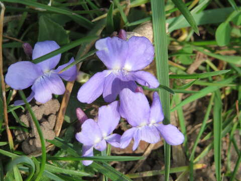 Image of sweet violet