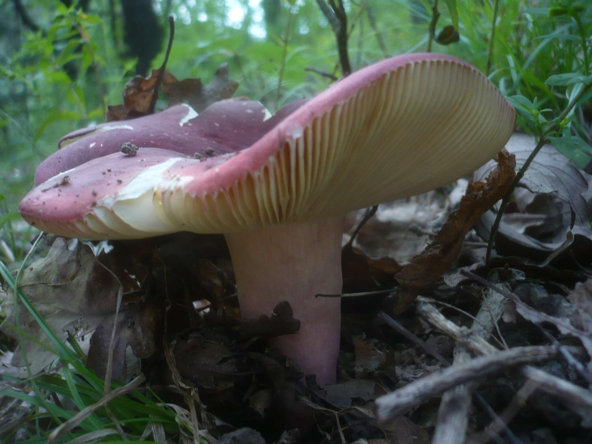 Plancia ëd Russula alutacea (Fr.) Fr. 1838