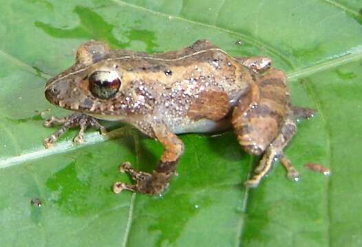 Image of Pristimantis luscombei (Duellman & Mendelson 1995)