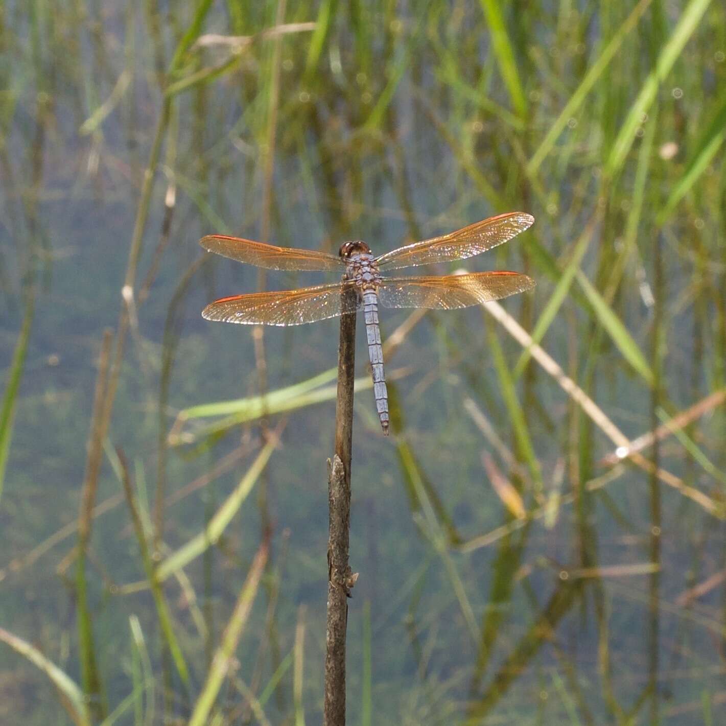 Image de Libellula jesseana Williamson 1922