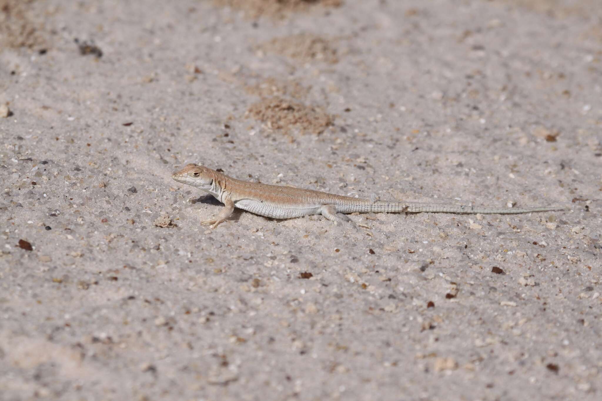 Image of Golden Fringe-fingered Lizard