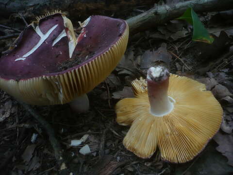 Plancia ëd Russula alutacea (Fr.) Fr. 1838