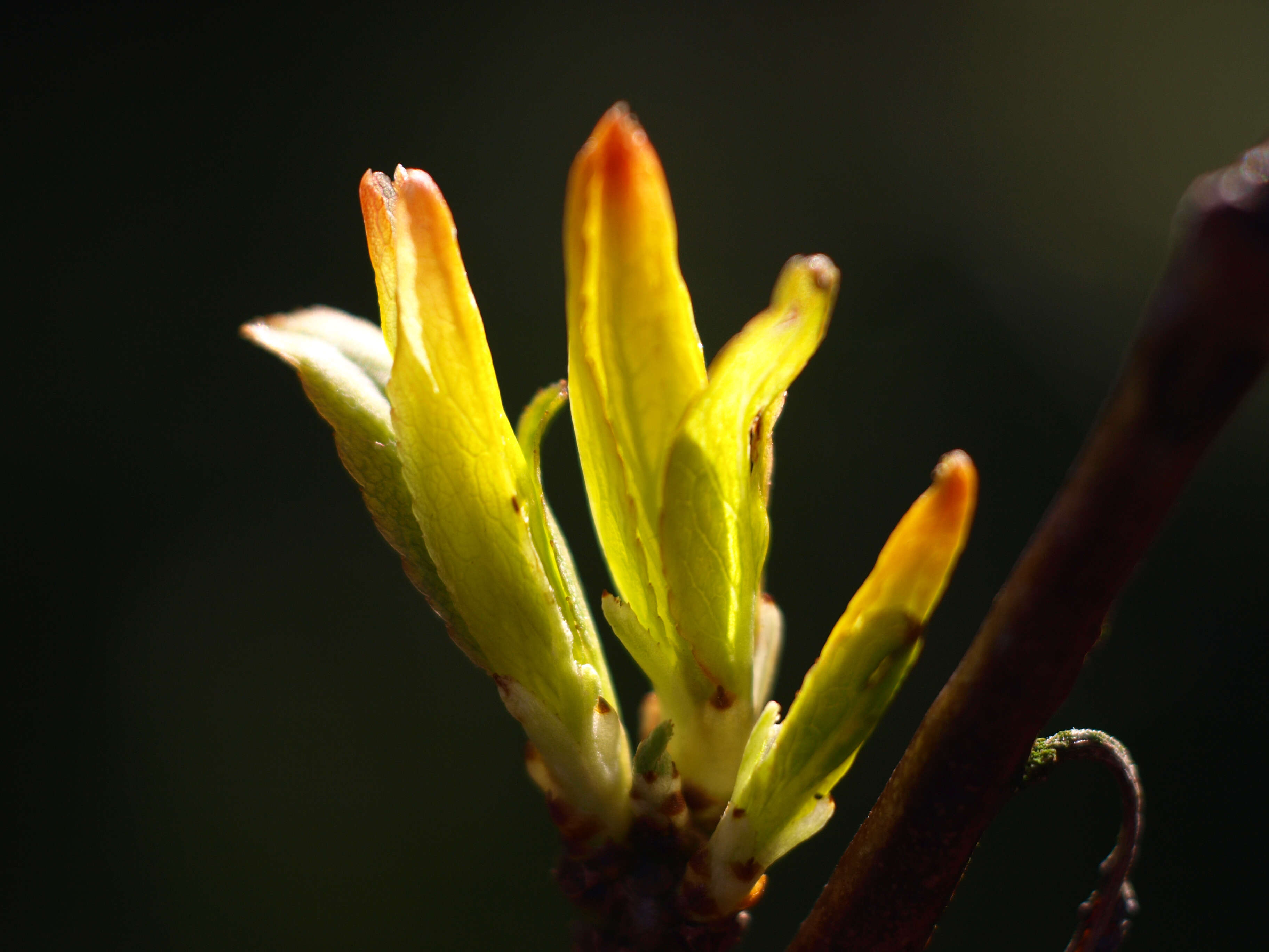 Image of European plum