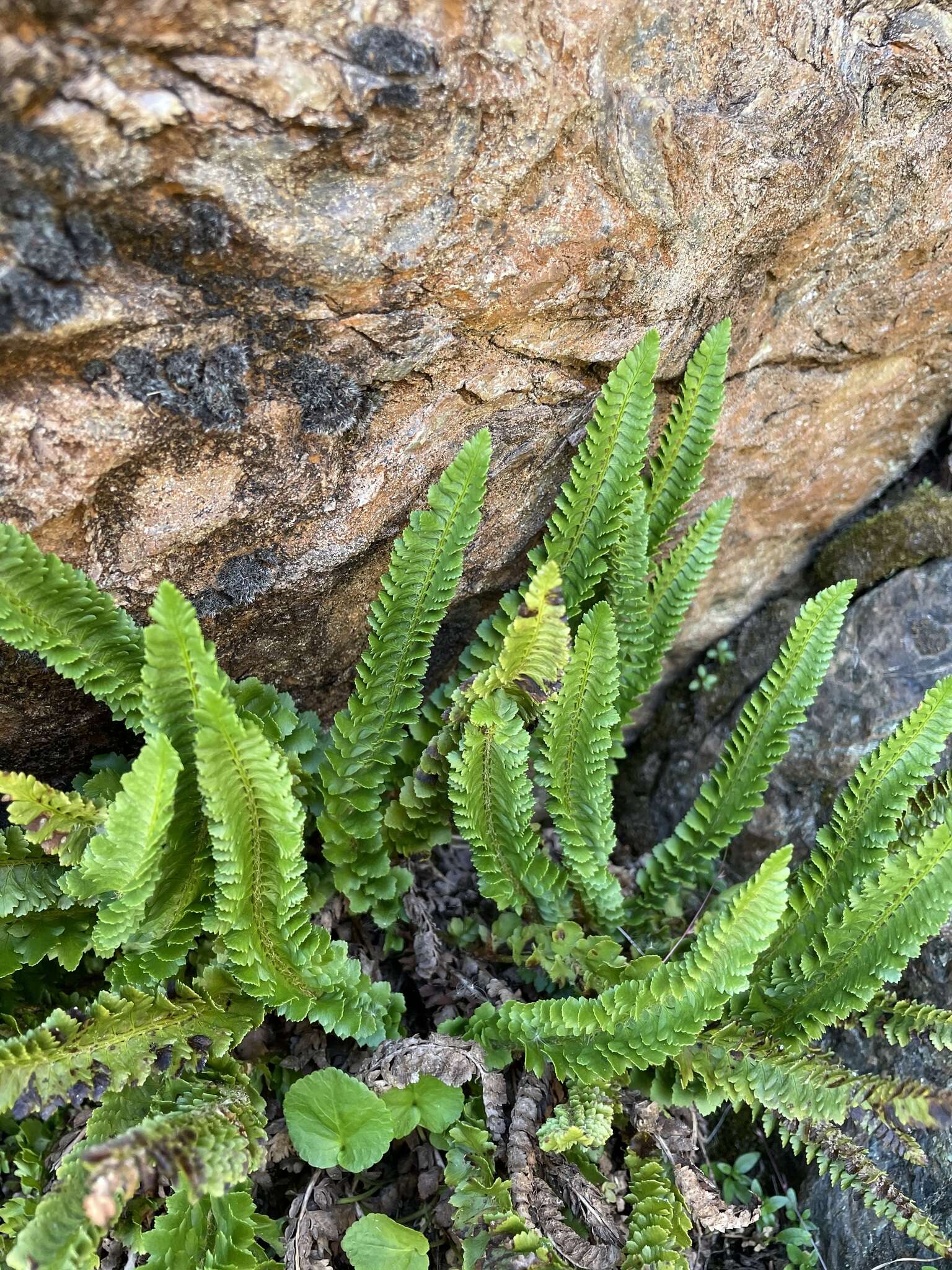 Image de Polystichum kruckebergii W. H. Wagner