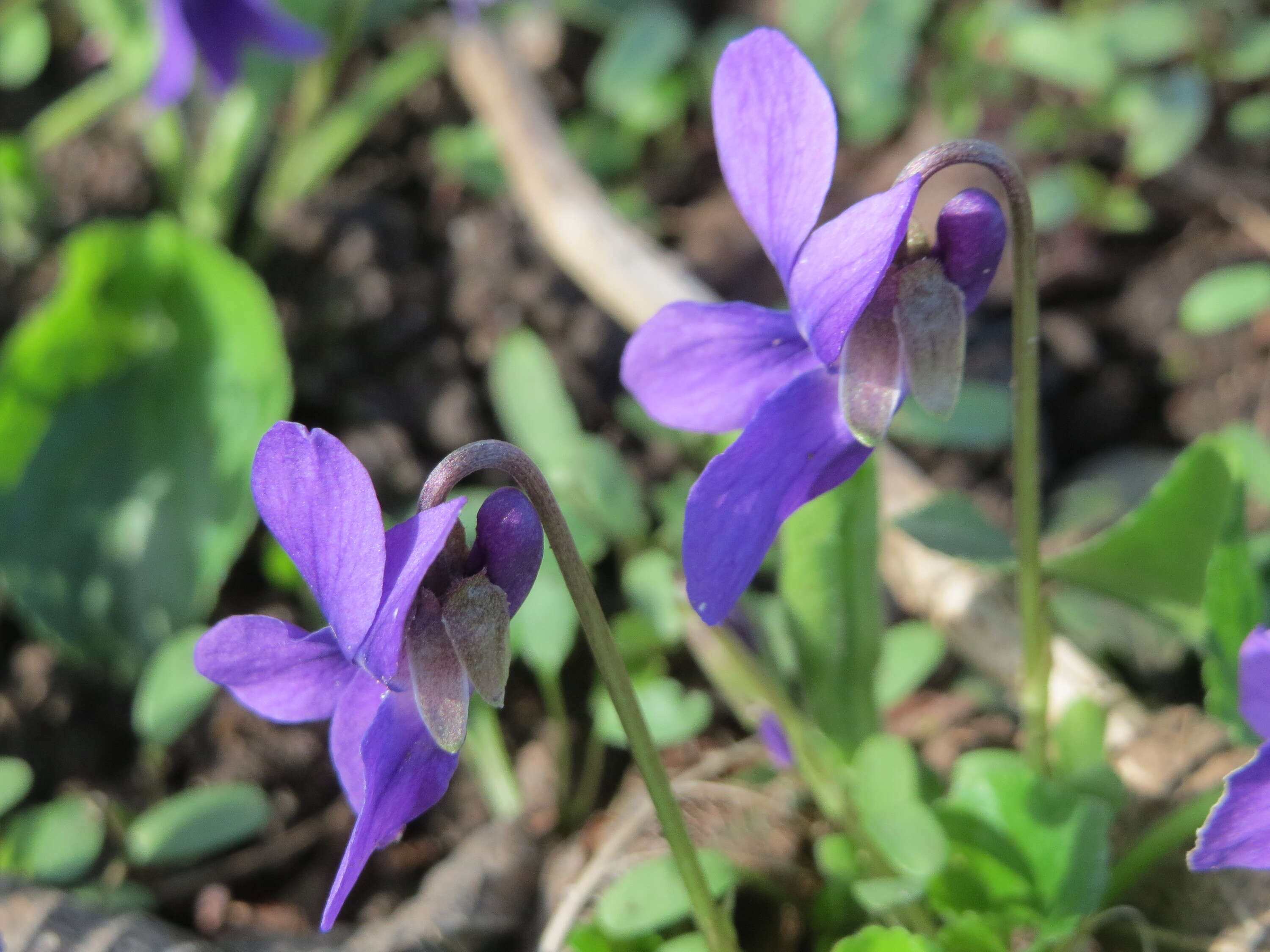 Image of sweet violet