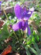 Image of sweet violet