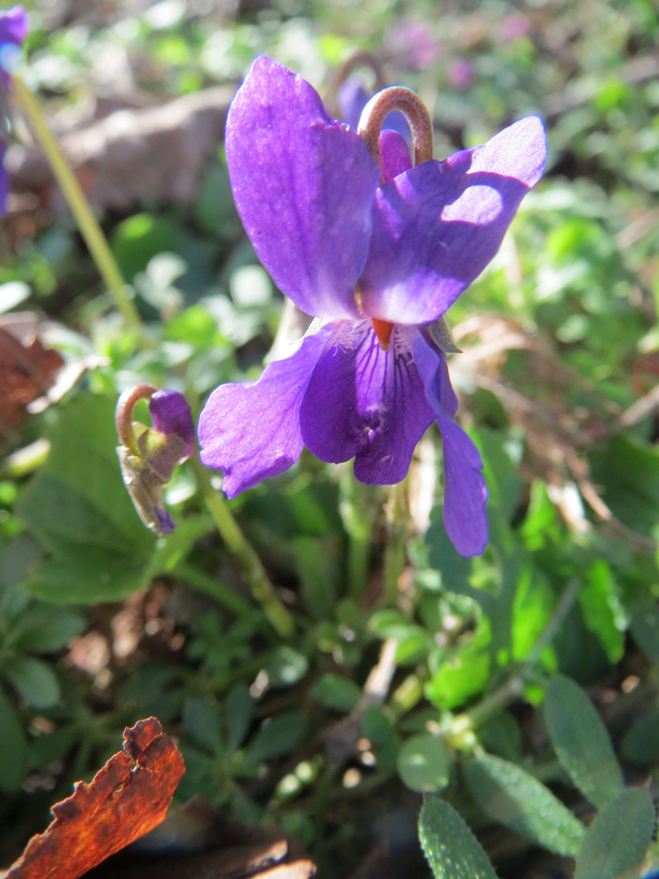 Image of sweet violet