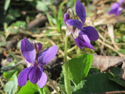 Image of sweet violet